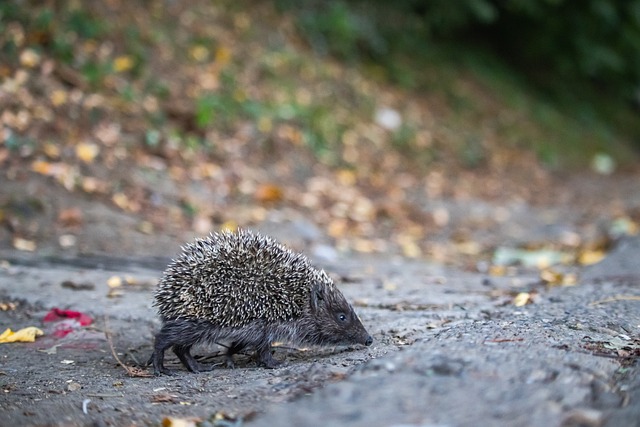 析比賽時 析比賽時