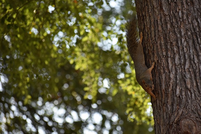 进攻机会 进攻机会